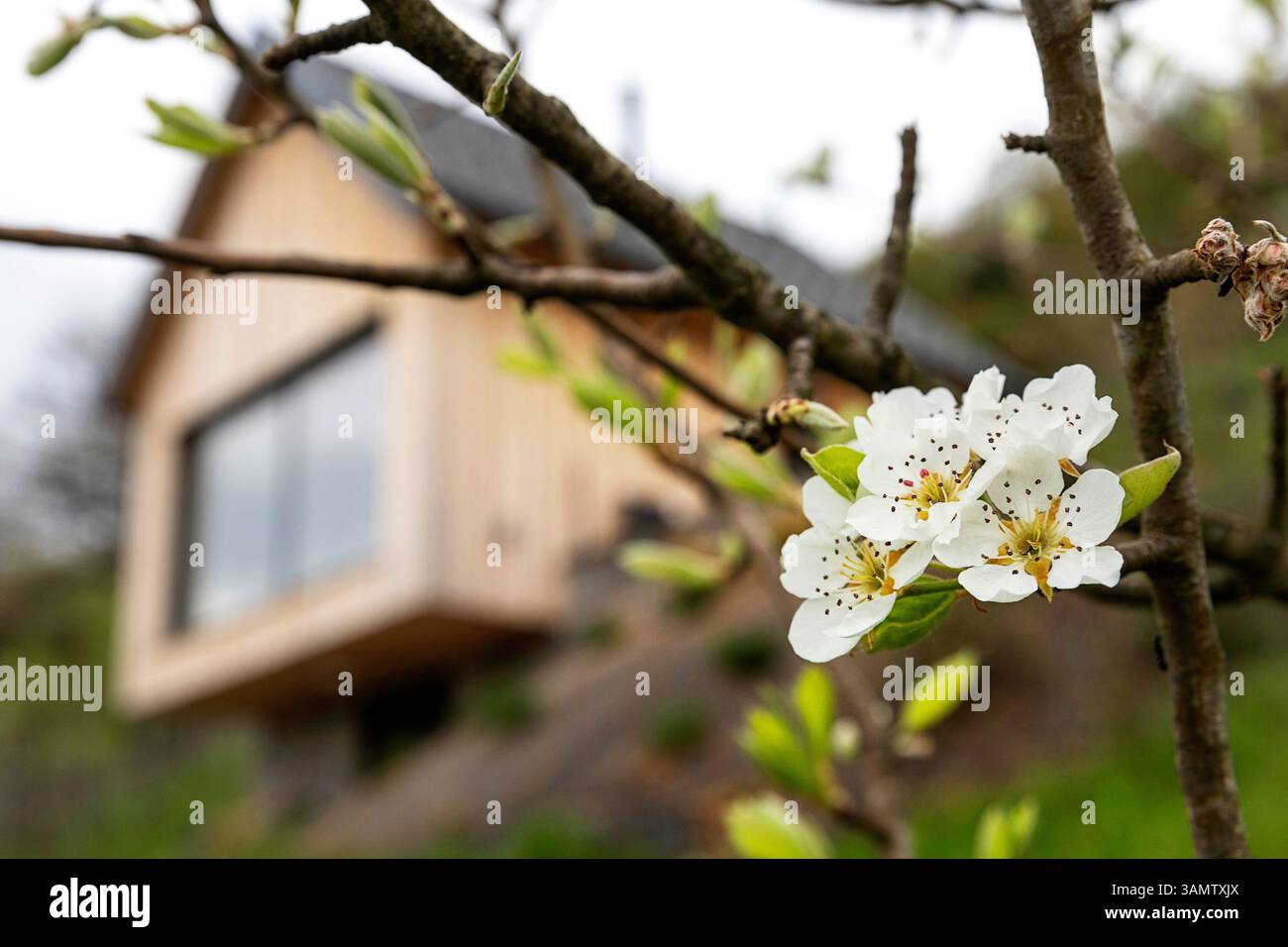 Casa in legno idilliaca con ciliegi in fiore nel giardino della zona viticola di Dolenjske Toplice, Slovenia Foto Stock