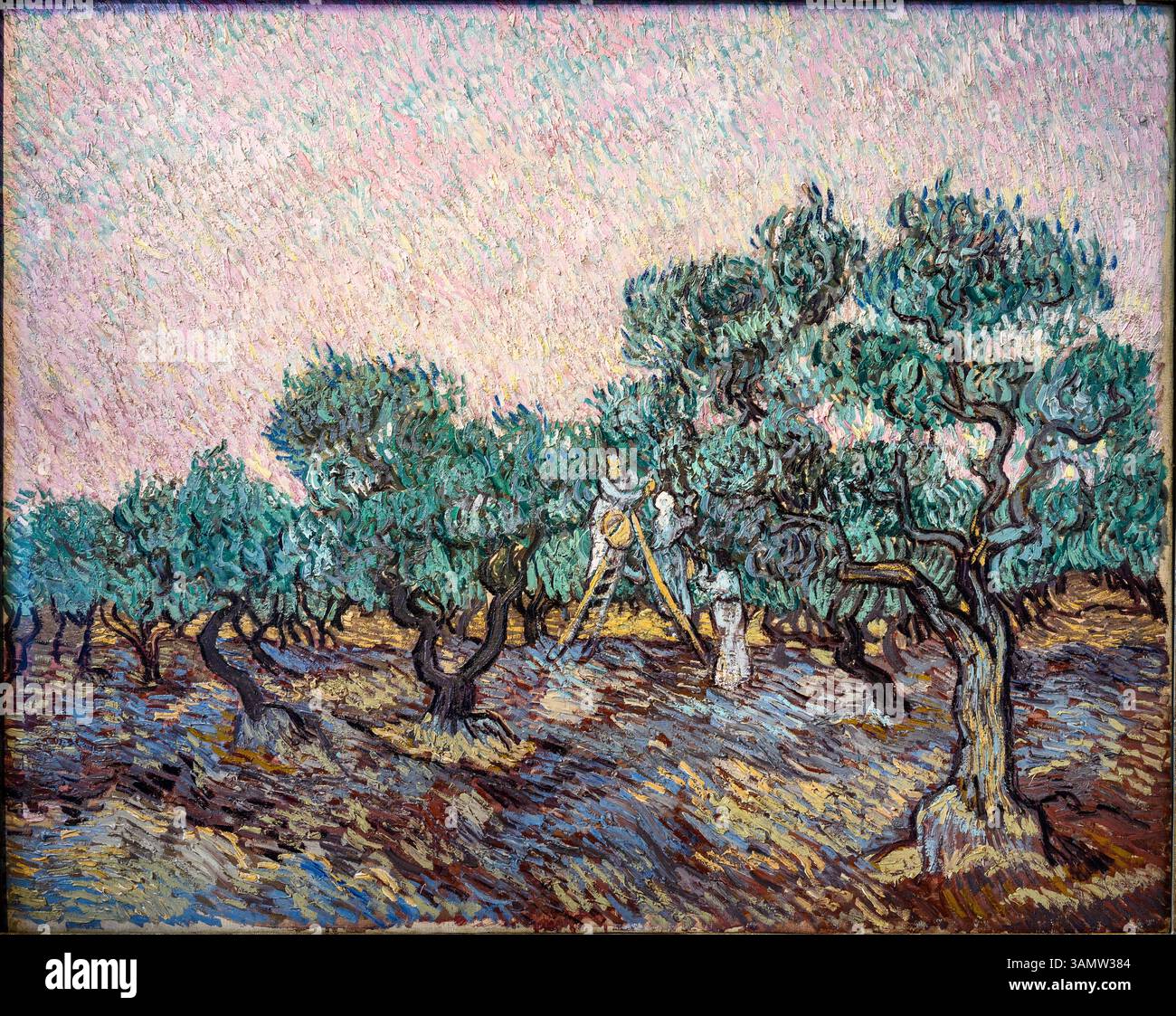 La Cueillette des Olive di Vincent Van Gogh 1853 - 1890. . Olio su tela, dicembre 1889. Nella Fondazione Basil & Elise Goulandris, Foto Stock