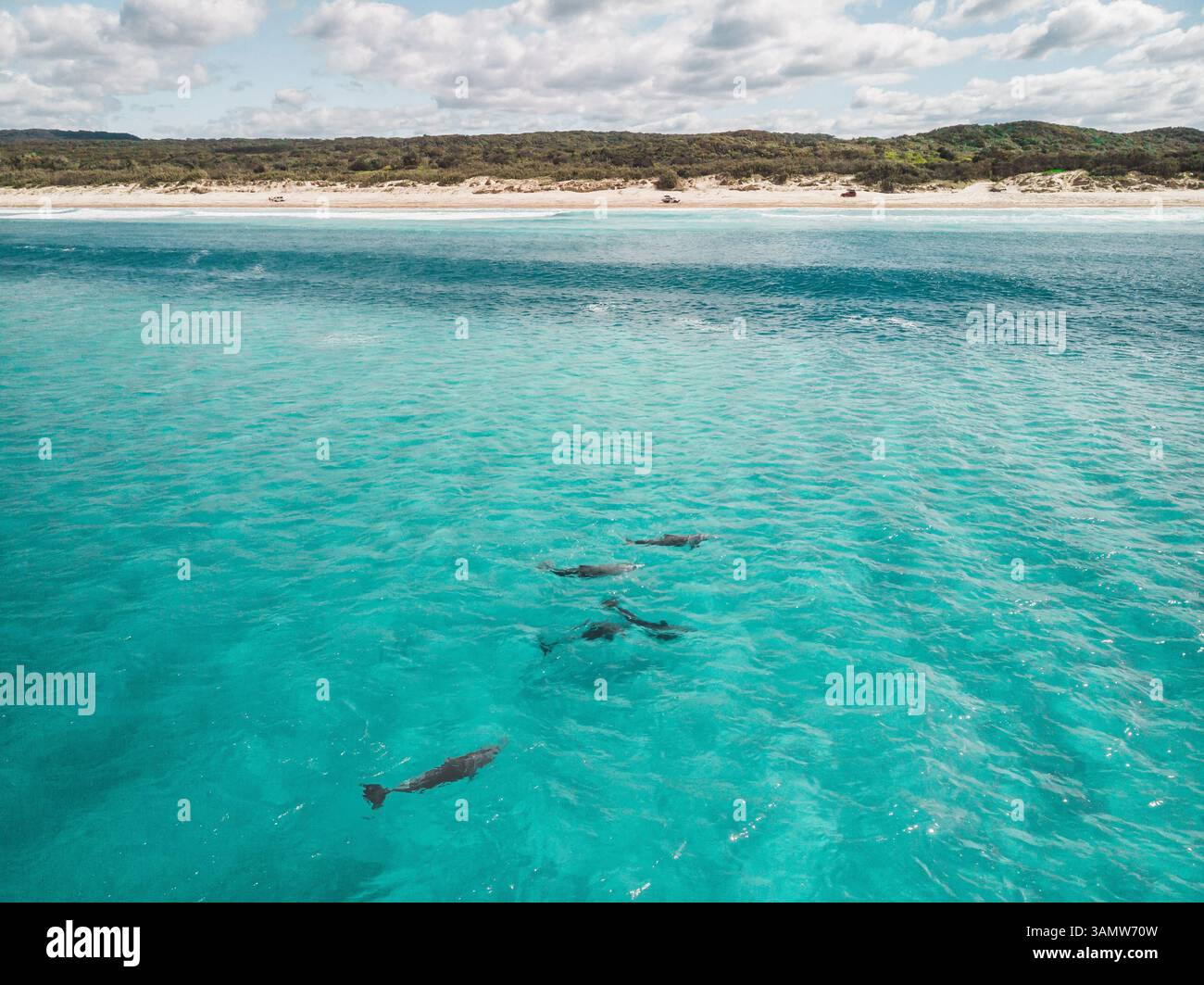 Vista aerea dei delfini che nuotano in acqua vicino alla spiaggia, alla costa di Fraser, Queensland, Australia. Foto Stock