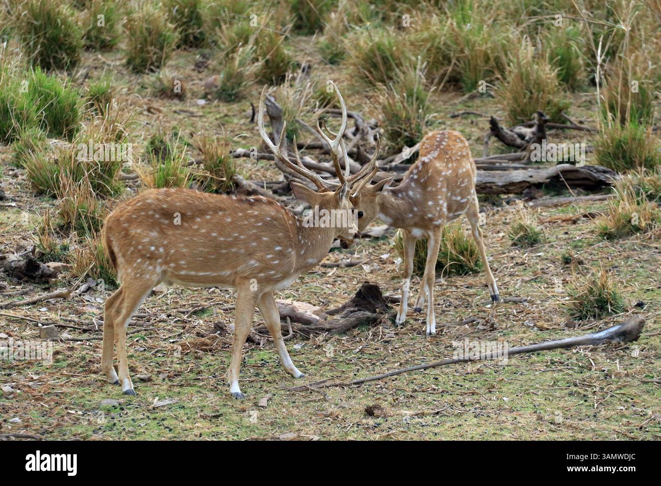 Due giovani cervi chital combattono nel Parco Nazionale di Ranthambore, in India Foto Stock
