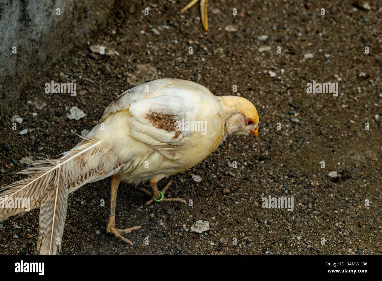 Fagiano di colore chiaro con una lunga coda alla ricerca di cibo sul terreno sporco all'interno Foto Stock
