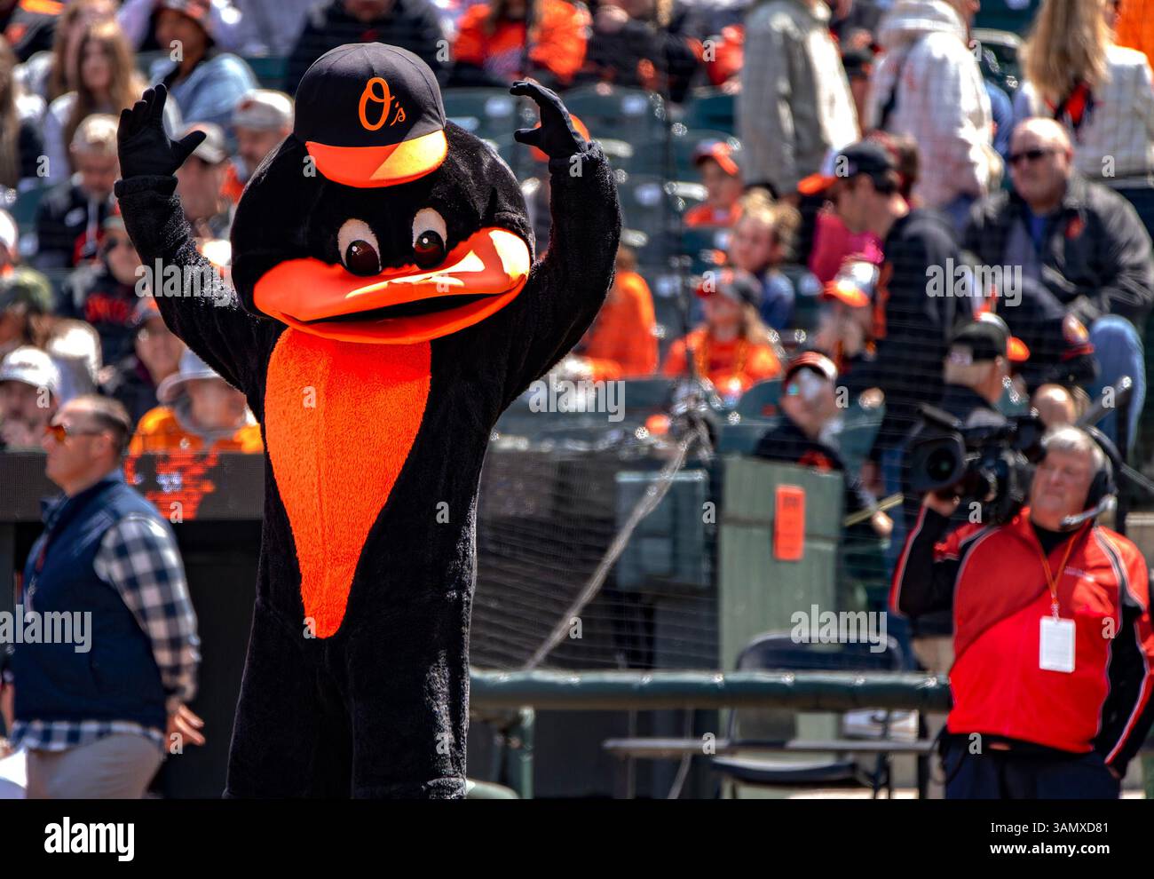 La mascotte della squadra Bird, Baltimore Orioles Foto Stock