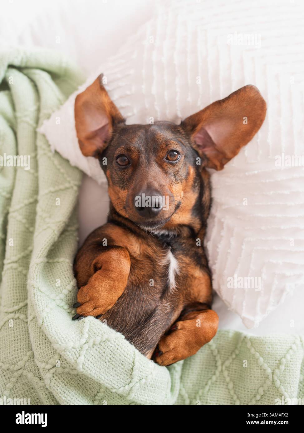 Un grazioso dachshund marrone giace su un cuscino e guarda la macchina fotografica. Foto Stock