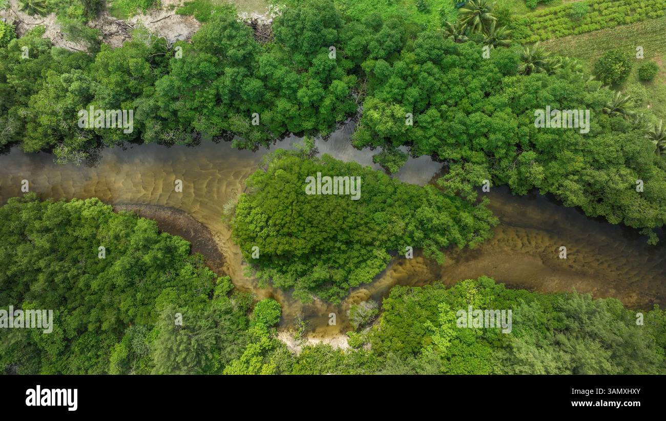 Vista aerea del tortuoso fiume e della fitta foresta delle Seychelles. Foto Stock