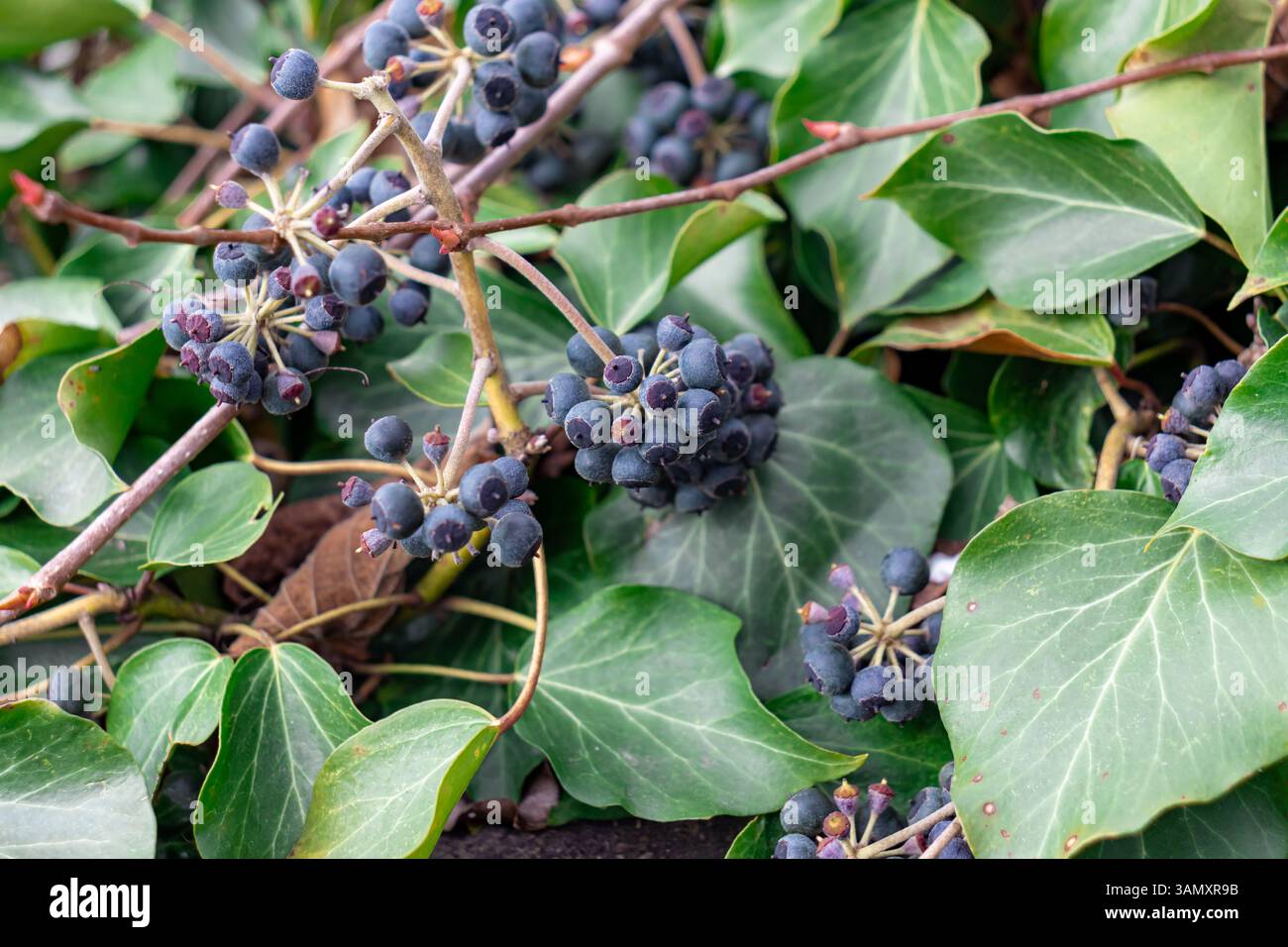 Hedera Helix (edera comune) fiori di bacca Foto Stock
