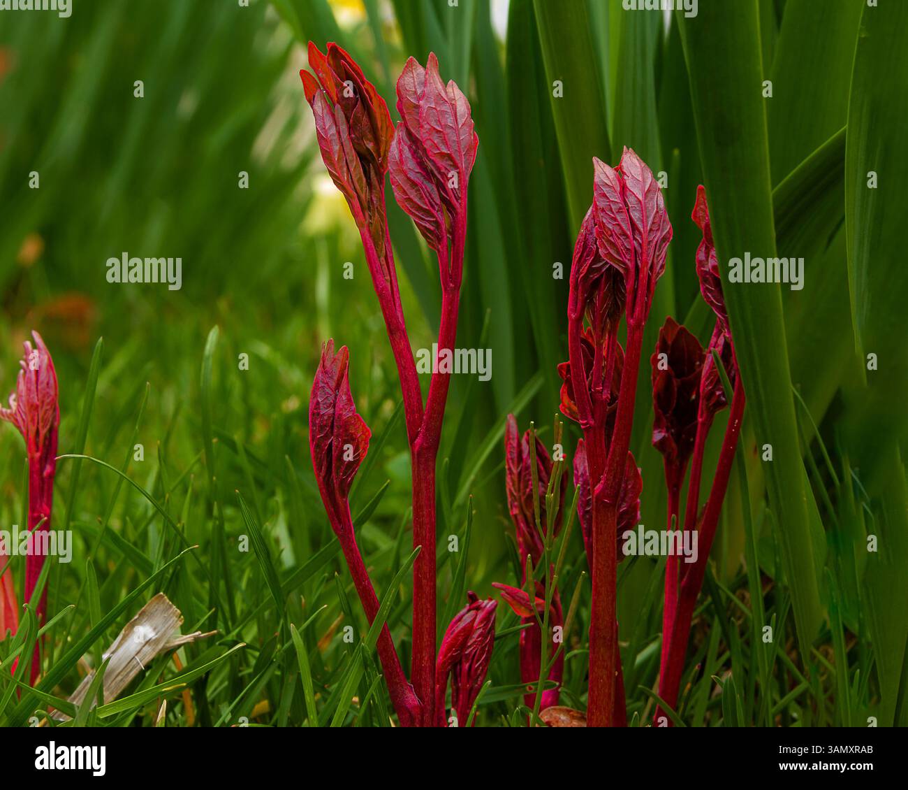I germogli di piante rosso brillante emergono vividamente tra erba verde e foglie, simboleggiando una nuova crescita. Foto Stock