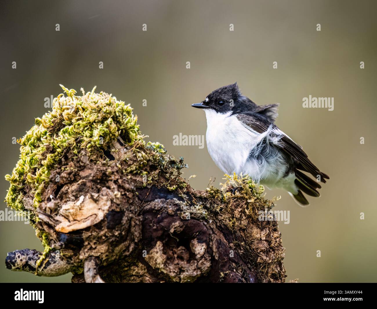 Aberystwyth, Ceredigion, Galles, Regno Unito. 13 aprile 2025. . Dopo un'ardua migrazione dall'Africa, questi pied flycatcher (maschio è bianco e nero) sono tornati nel Galles centrale per costruire un nido e una razza. Il loro arrivo è coinciso con la fine della recente corsa di bel tempo, con oggi bagnato e ventoso, mentre ieri (fotografie scattate al nido il 13 aprile 2025) il tempo era più caldo e più soleggiato. Crediti: Phil Jones/Alamy Live News Foto Stock