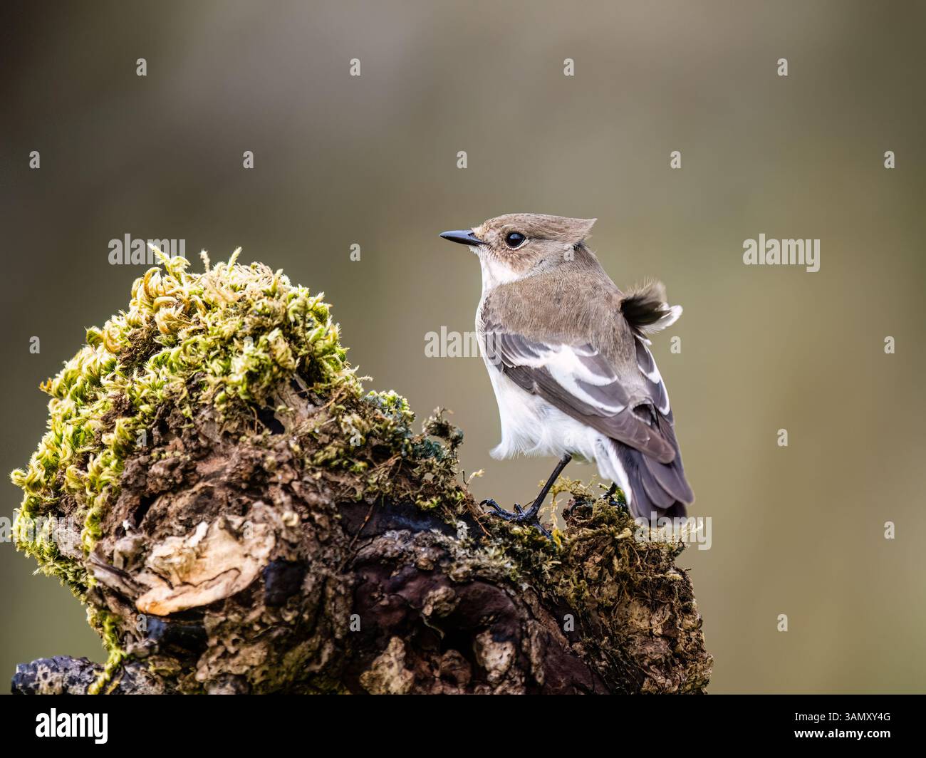 Aberystwyth, Ceredigion, Galles, Regno Unito. 13 aprile 2025. . Dopo un'ardua migrazione dall'Africa, questi pied flycatcher (maschio è bianco e nero) sono tornati nel Galles centrale per costruire un nido e una razza. Il loro arrivo è coinciso con la fine della recente corsa di bel tempo, con oggi bagnato e ventoso, mentre ieri (fotografie scattate al nido il 13 aprile 2025) il tempo era più caldo e più soleggiato. Crediti: Phil Jones/Alamy Live News Foto Stock