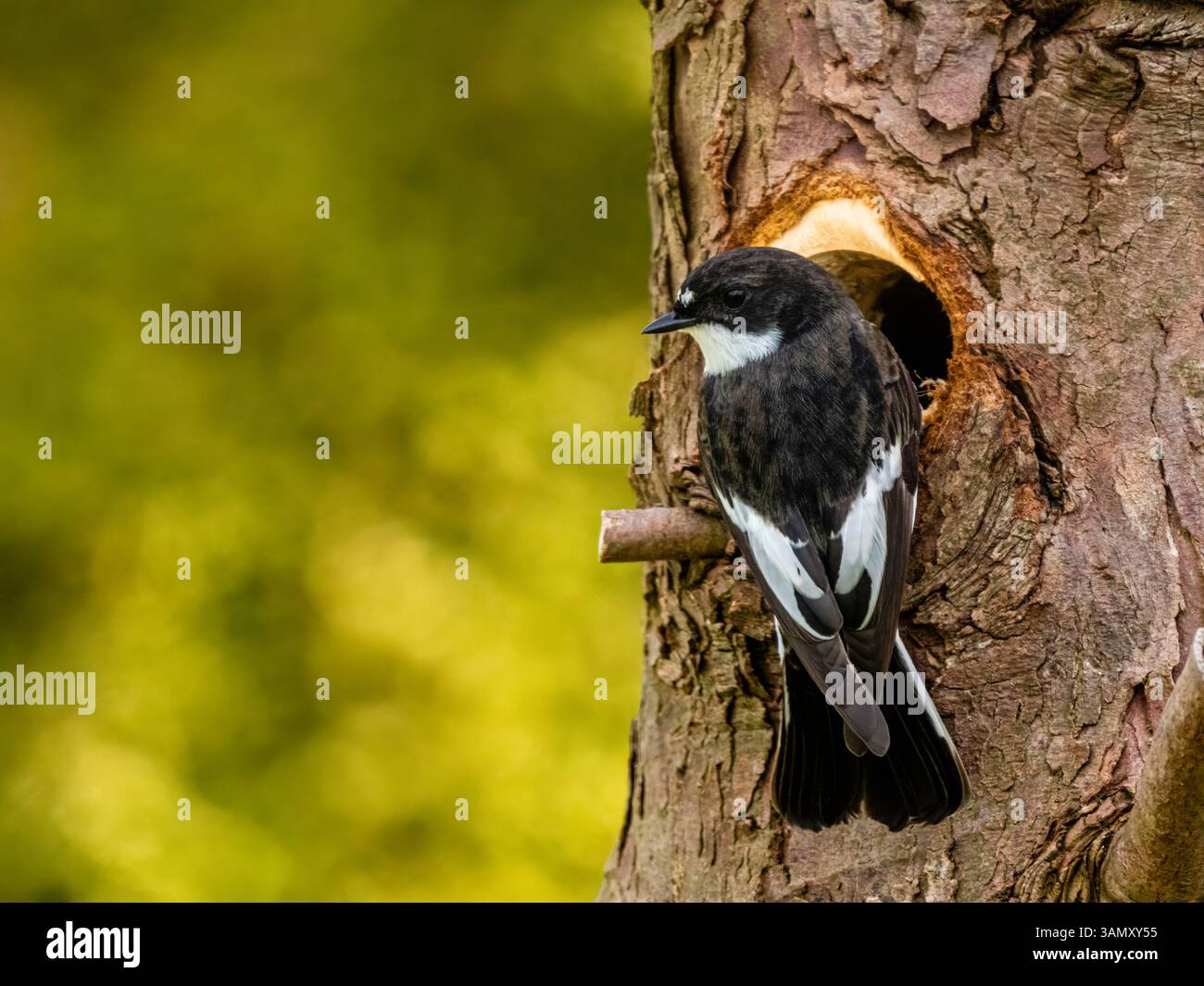 Aberystwyth, Ceredigion, Galles, Regno Unito. 13 aprile 2025. . Dopo un'ardua migrazione dall'Africa, questi pied flycatcher (maschio è bianco e nero) sono tornati nel Galles centrale per costruire un nido e una razza. Il loro arrivo è coinciso con la fine della recente corsa di bel tempo, con oggi bagnato e ventoso, mentre ieri (fotografie scattate al nido il 13 aprile 2025) il tempo era più caldo e più soleggiato. Crediti: Phil Jones/Alamy Live News Foto Stock