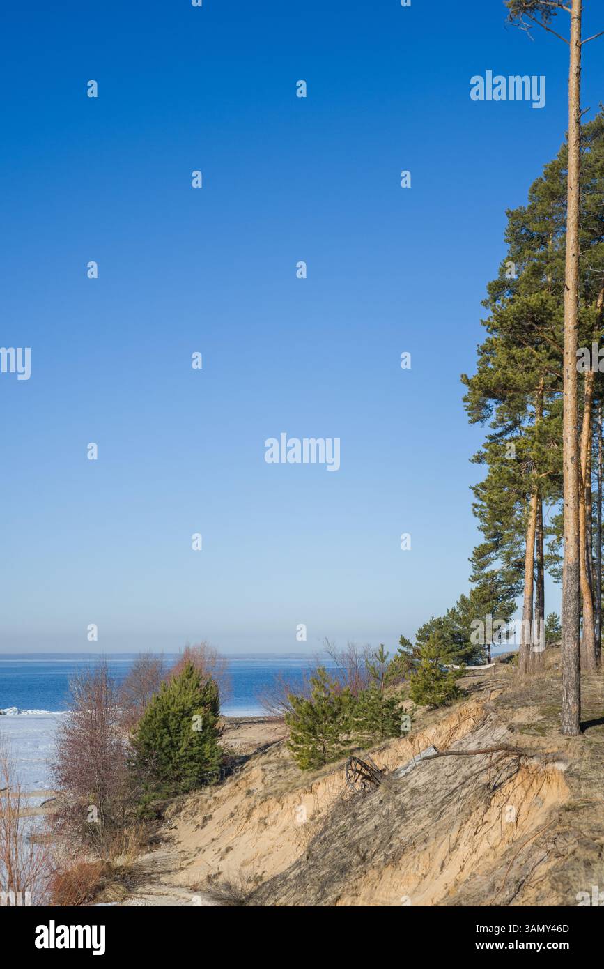 Luce del sole mattutina in una pineta. Raggi di sole in una pineta. Un alto pino sorge sulla riva del grande fiume Volga. Foto Stock