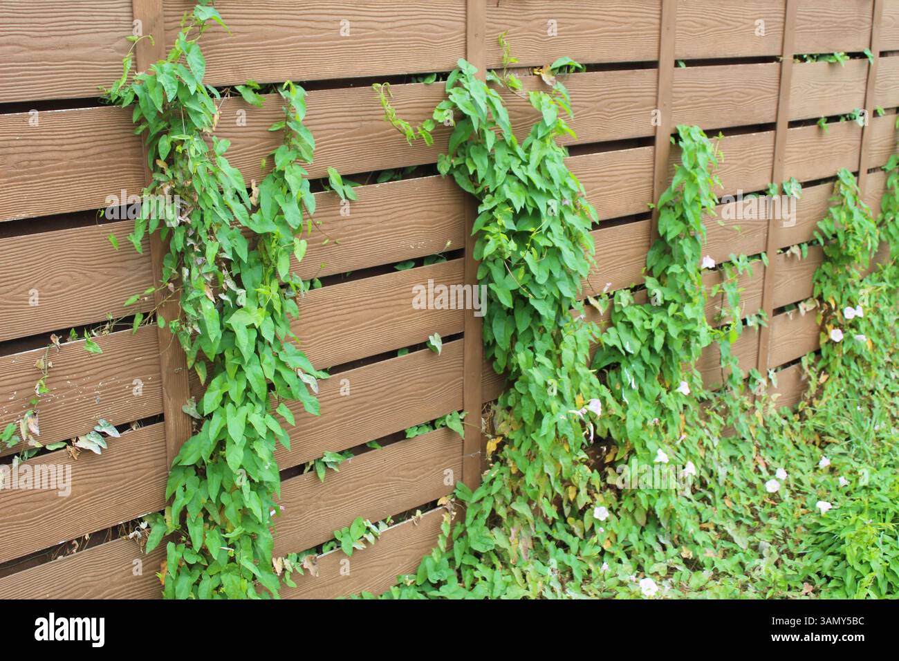 Piante che crescono verso una recinzione, fiori rosa Foto Stock