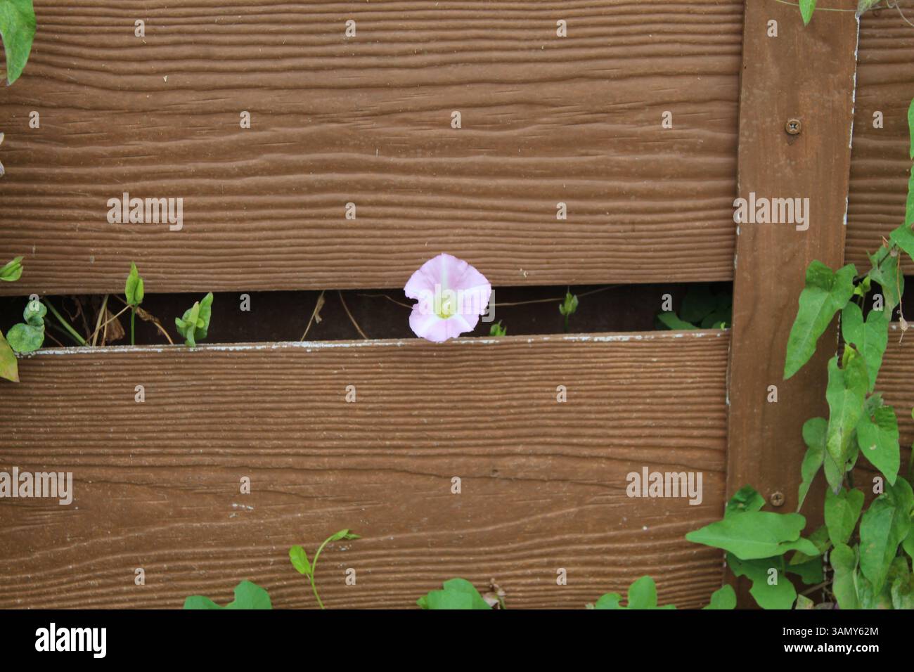 Piante che crescono verso una recinzione, fiori rosa Foto Stock