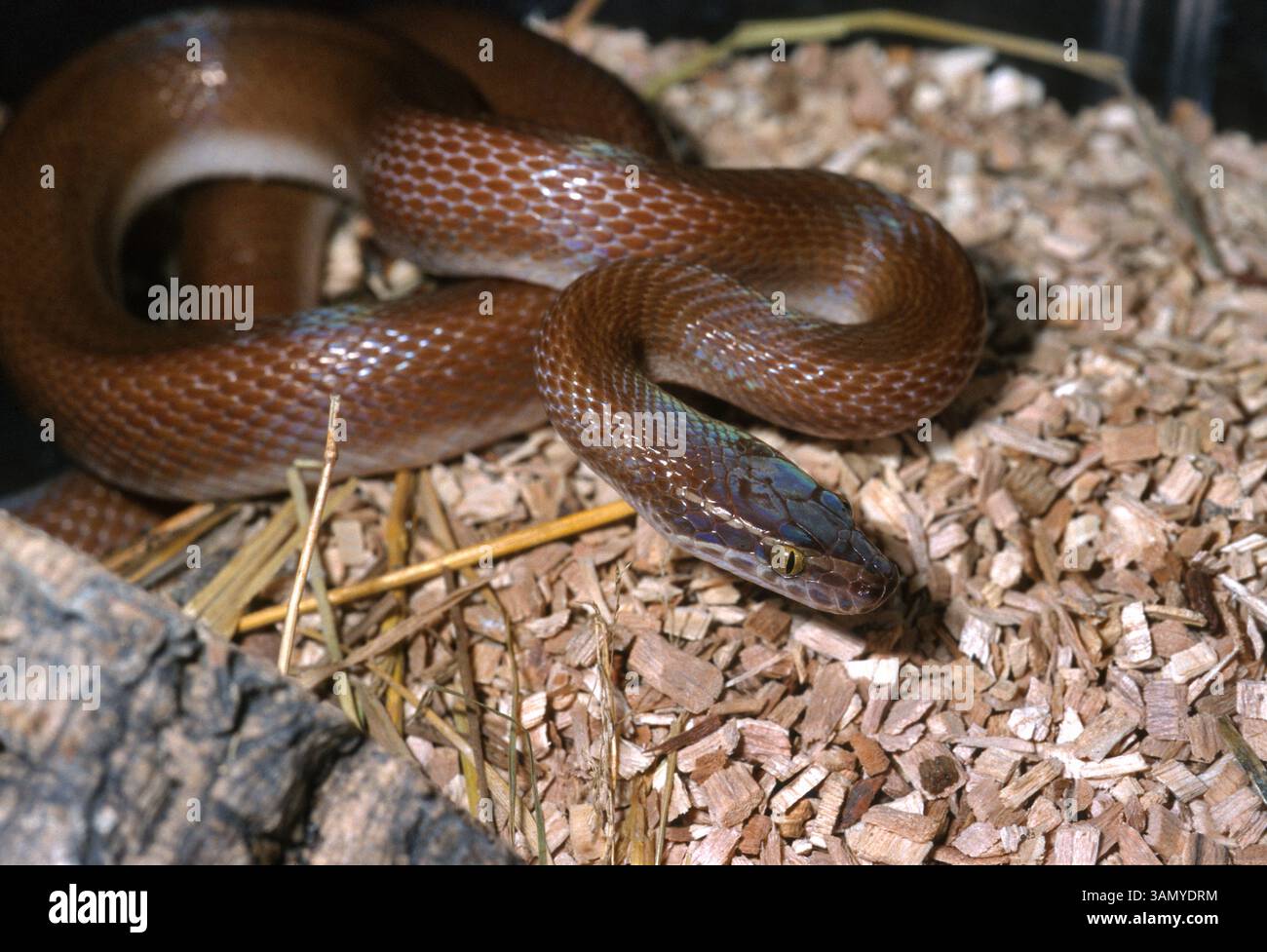 Serpente africano o serpente marrone. Boaedon (Lamprophis) fuliginosus, Colubridae Foto Stock