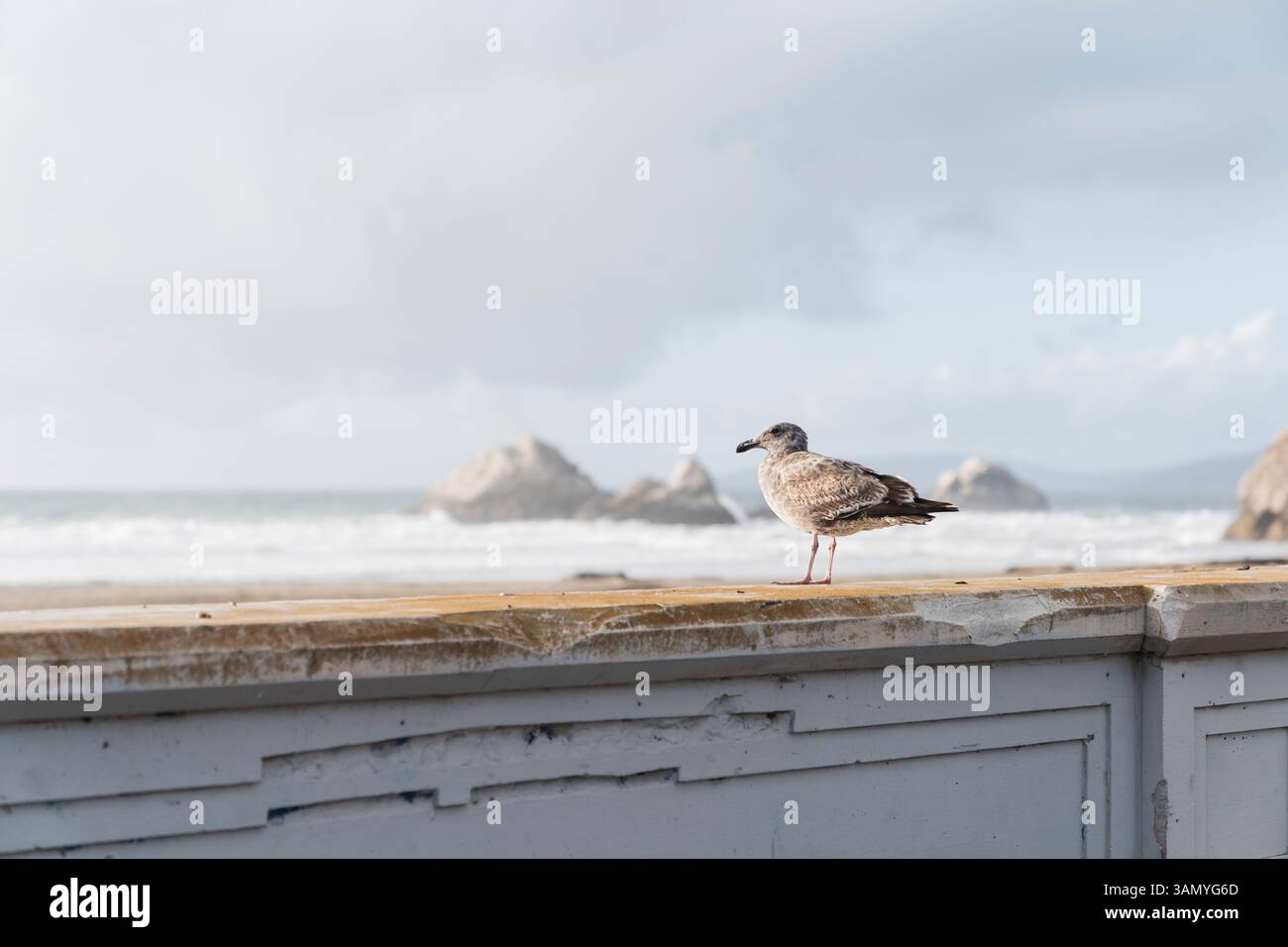 Un momento sereno catturato: un gabbiano solitario arroccato su una parete bianca intemprata, che guarda l'orizzonte nebbioso dell'oceano Foto Stock
