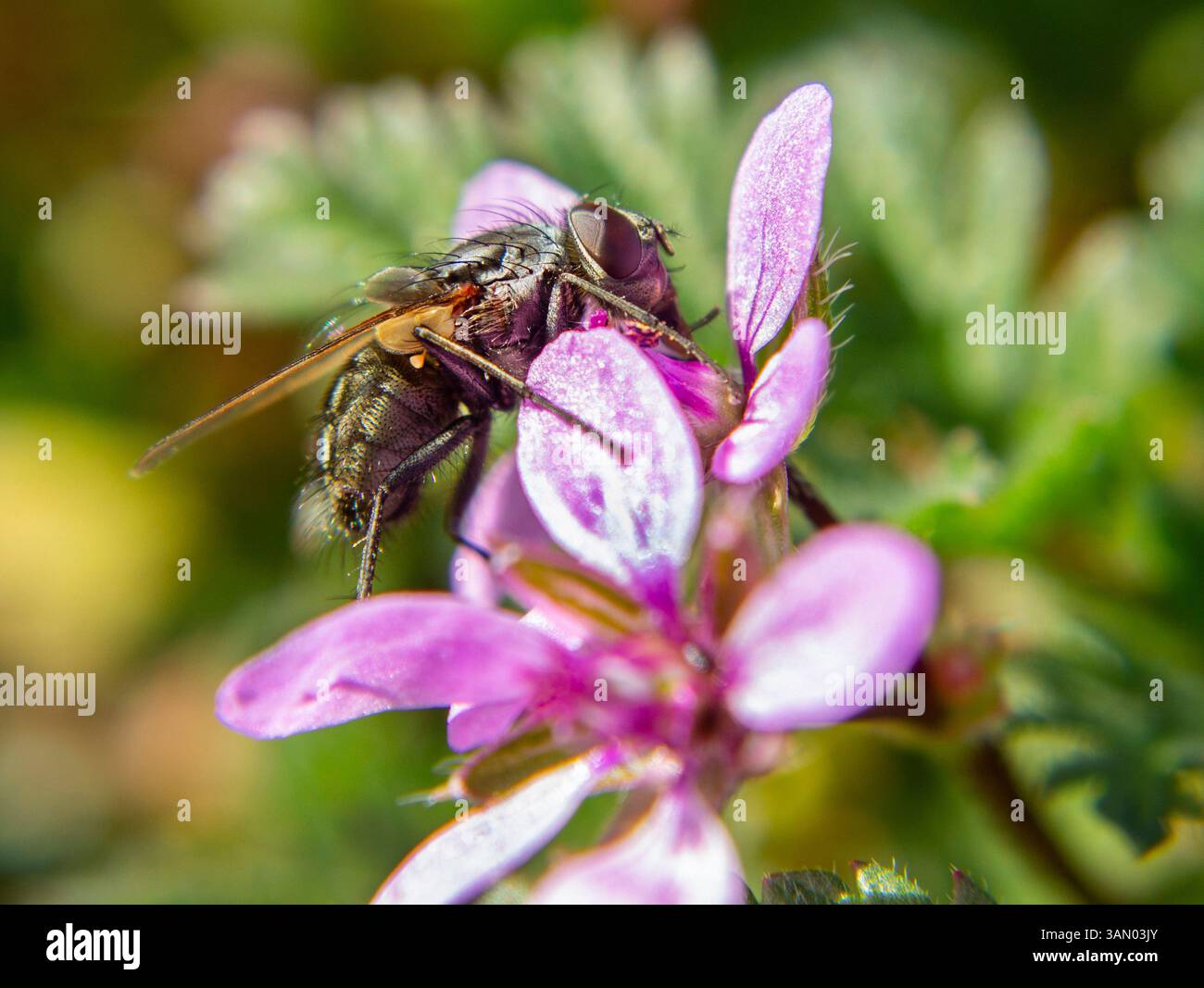 Primo piano foto macro di una mosca su un fiore - impollinazione naturale in azione Foto Stock