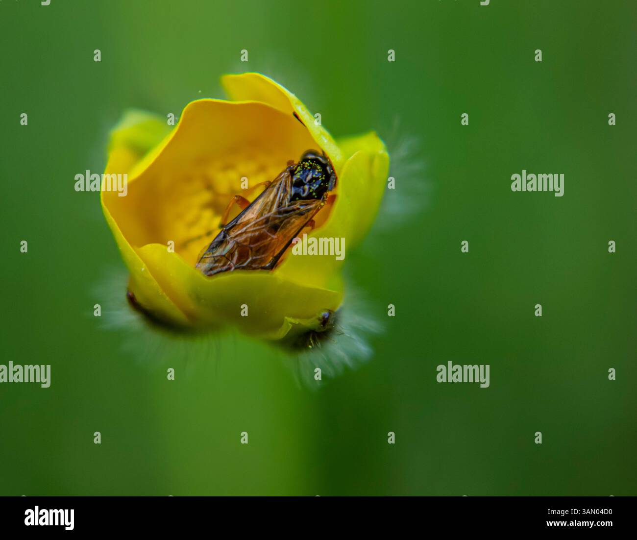 Foto macro di un piccolo insetto che riposa all'interno di un fiore di campo giallo Foto Stock
