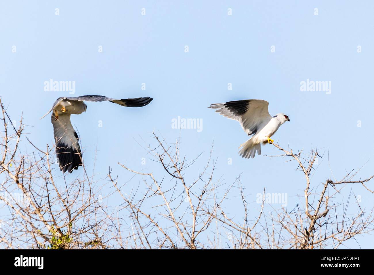 Due aquiloni alati neri, che volano e scendono in cima a raffinati rami di una spina nelle savane boscose del Kruger National Park in Foto Stock