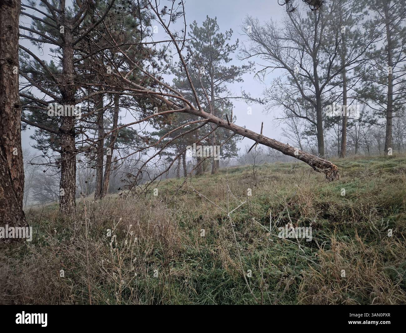 Area boschiva con un albero caduto appoggiato a un altro gambo. Scena nebbiosa con un mix di foreste sempreverdi e decidue Foto Stock