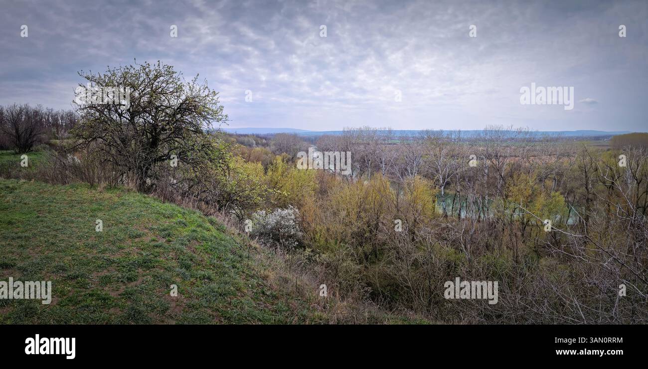 Pittoresco paesaggio primaverile con boschi e arbusti in fiore e un albero solitario sul bordo di una collina erbosa sopra la foresta sulla valle - Immagine stock catturata con smartphone