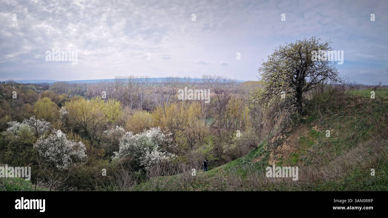 Pittoresco paesaggio primaverile con boschi e arbusti in fiore e un albero solitario sul bordo di una collina erbosa sopra la foresta sulla valle - Immagine stock catturata con smartphone