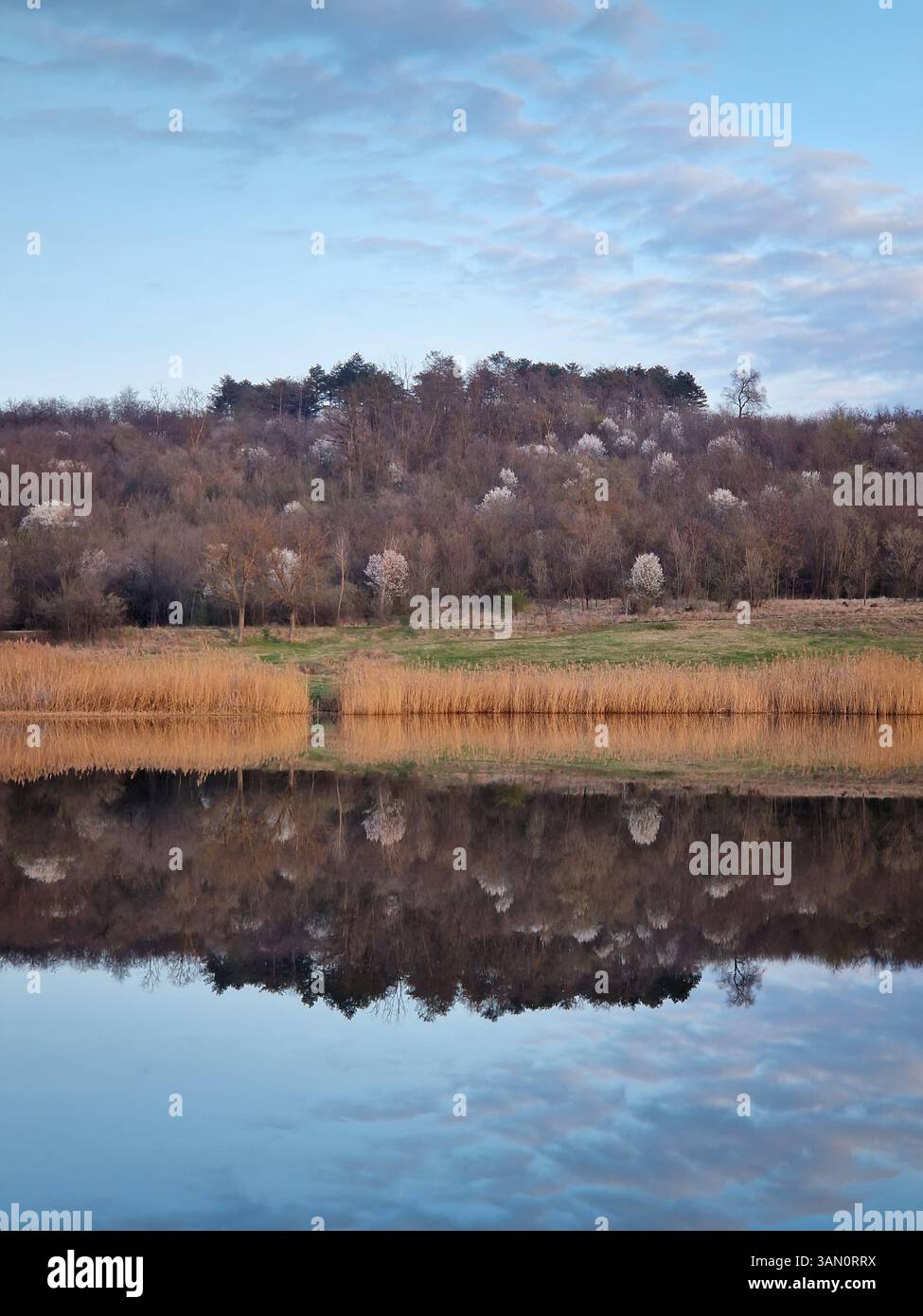 Un lago calmo che riflette canne dorate e una collina boscosa con alberi in fiore sullo sfondo. Bellezza naturale simmetria e serenità dell'inizio della primavera ch - Immagine stock catturata con smartphone
