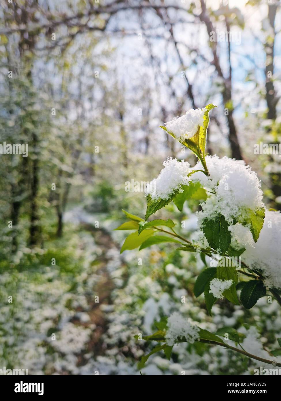 Primo piano di un ramo in erba con piccole foglie verdi ricoperte di neve fresca. Vivace vegetazione forestale dopo una tempesta di neve ad aprile. Tempo insolito di lat Foto Stock