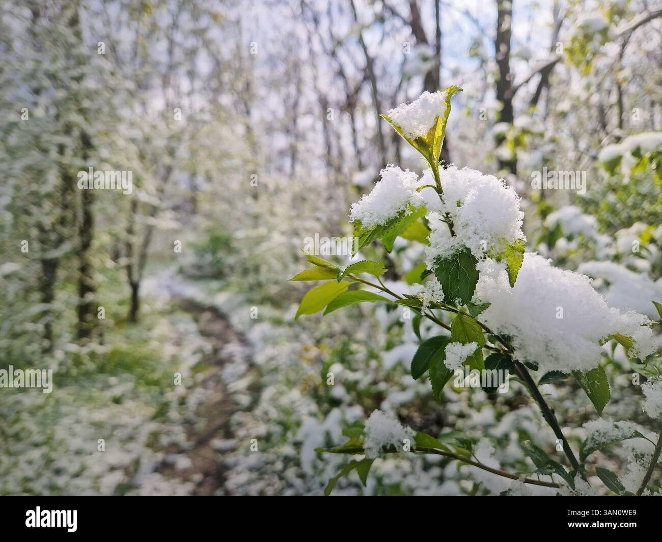 Primo piano di un ramo in erba con piccole foglie verdi ricoperte di neve fresca. Vivace vegetazione forestale dopo una tempesta di neve ad aprile. Tempo insolito di tarda notte Foto Stock