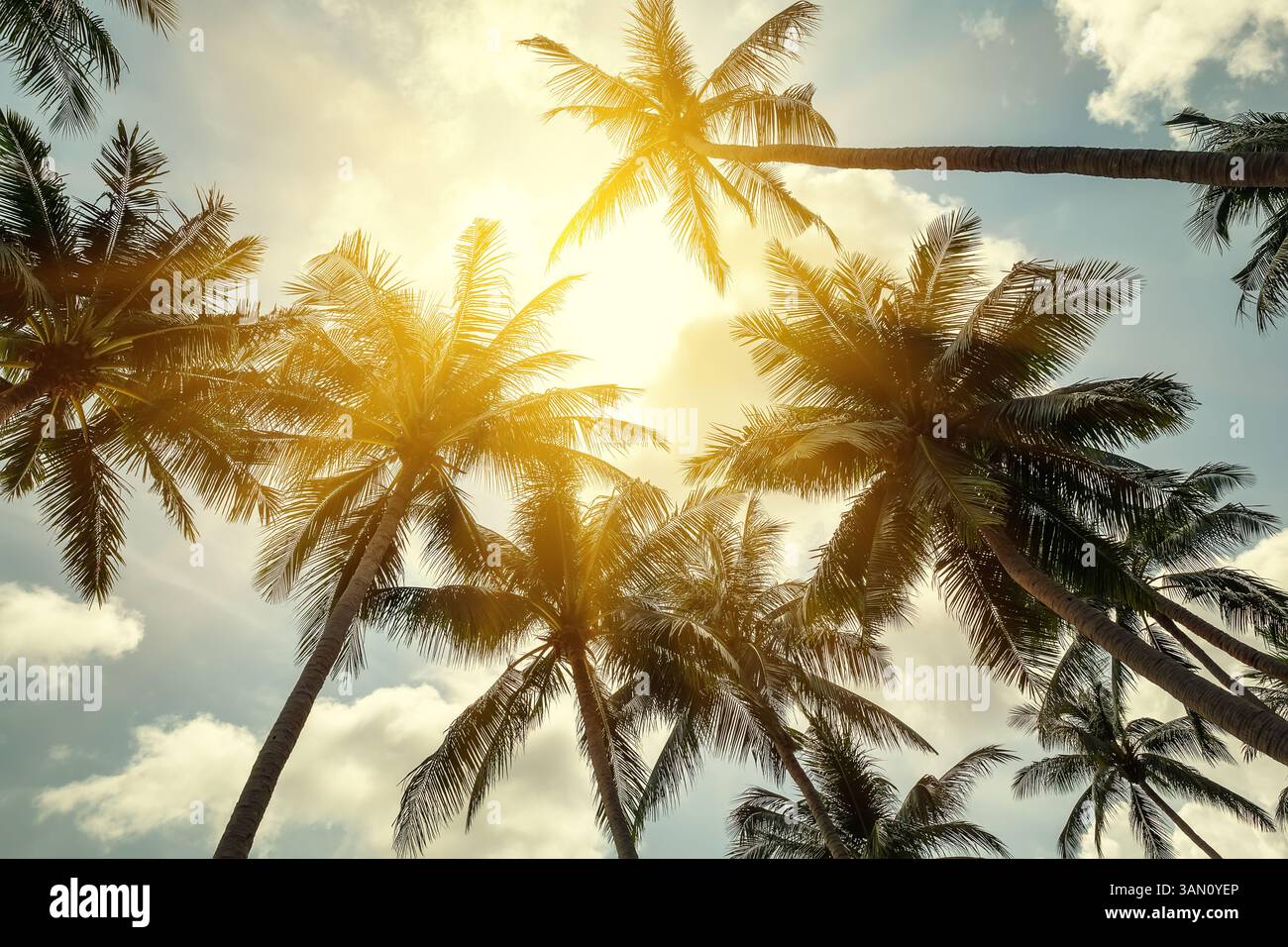 Sfondo di palme da cocco tropicali, vista prospettica. Vista dal basso delle palme della foresta tropicale sullo sfondo del cielo al tramonto, con un motivo tropicale. Foto Stock