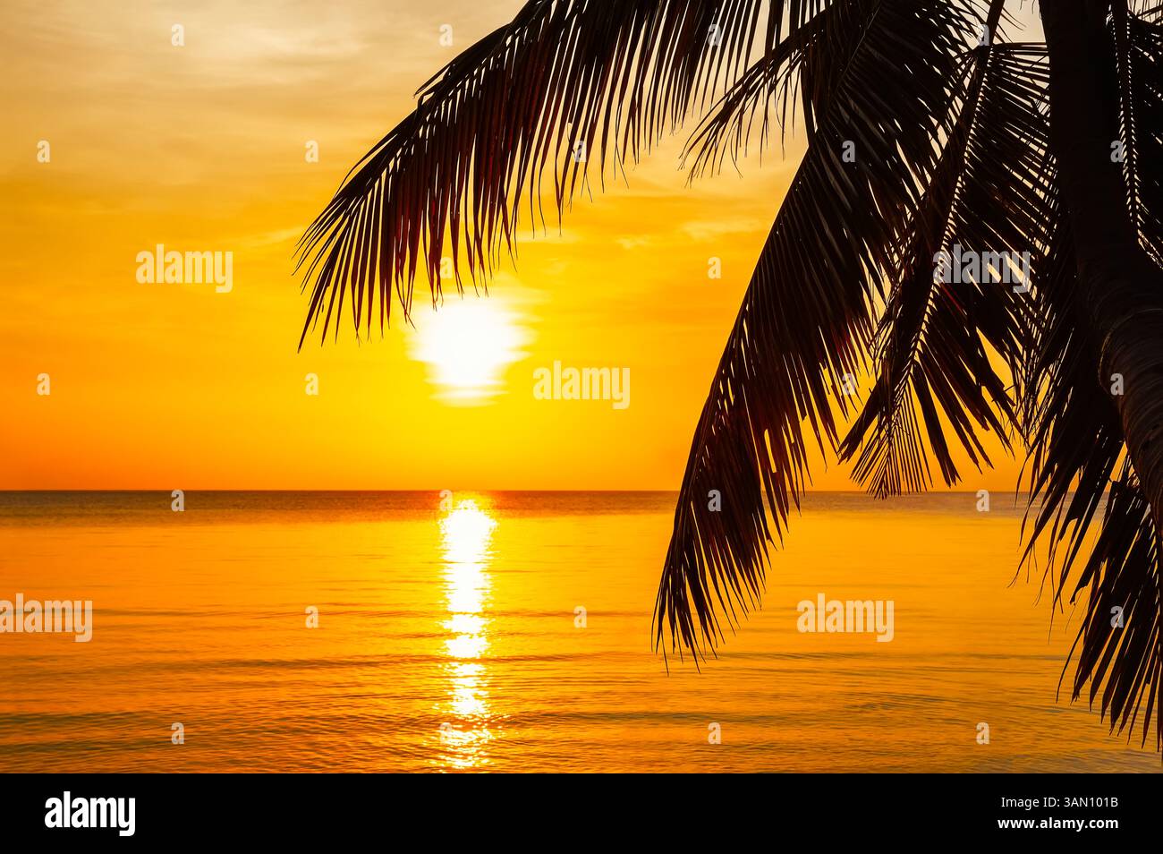 Silhouette di foglie di palma da cocco al tramonto tropicale a Koh Tao in Thailandia. Foto Stock