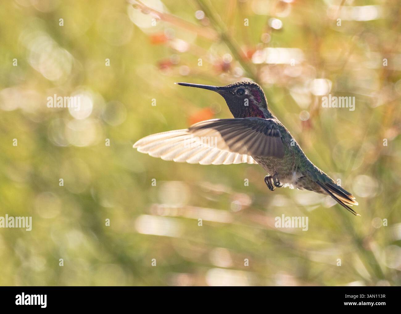 Primo piano di Hummingbird in volo con uno sfondo colorato Foto Stock