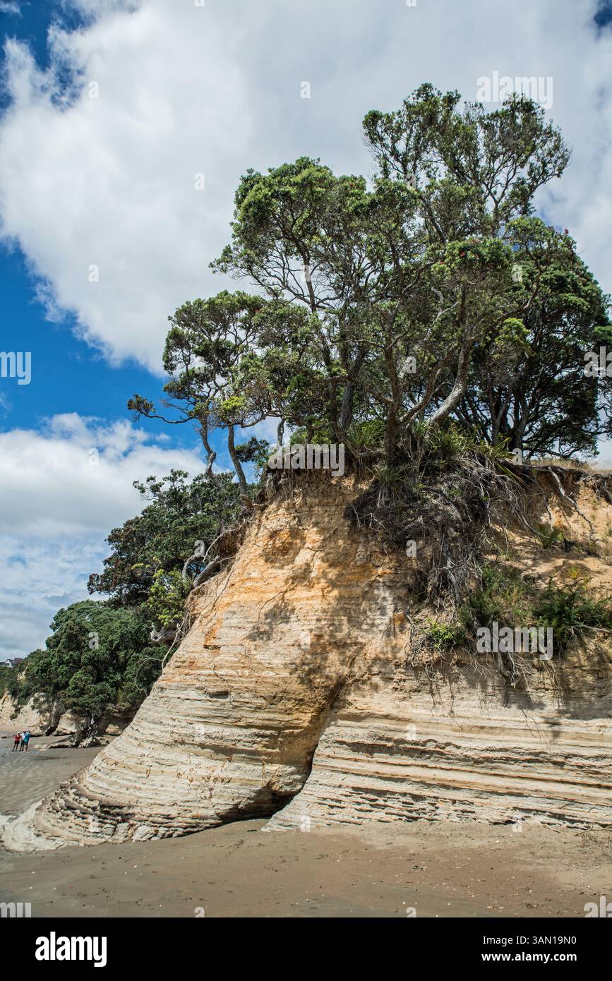 Gli alberi di Pohutukawa (Metrosideros excelsa) si aggrappano su una piccola scogliera di Hatfields Beach (Ōtānerua), nell'area di Auckland, nuova Zelanda Foto Stock