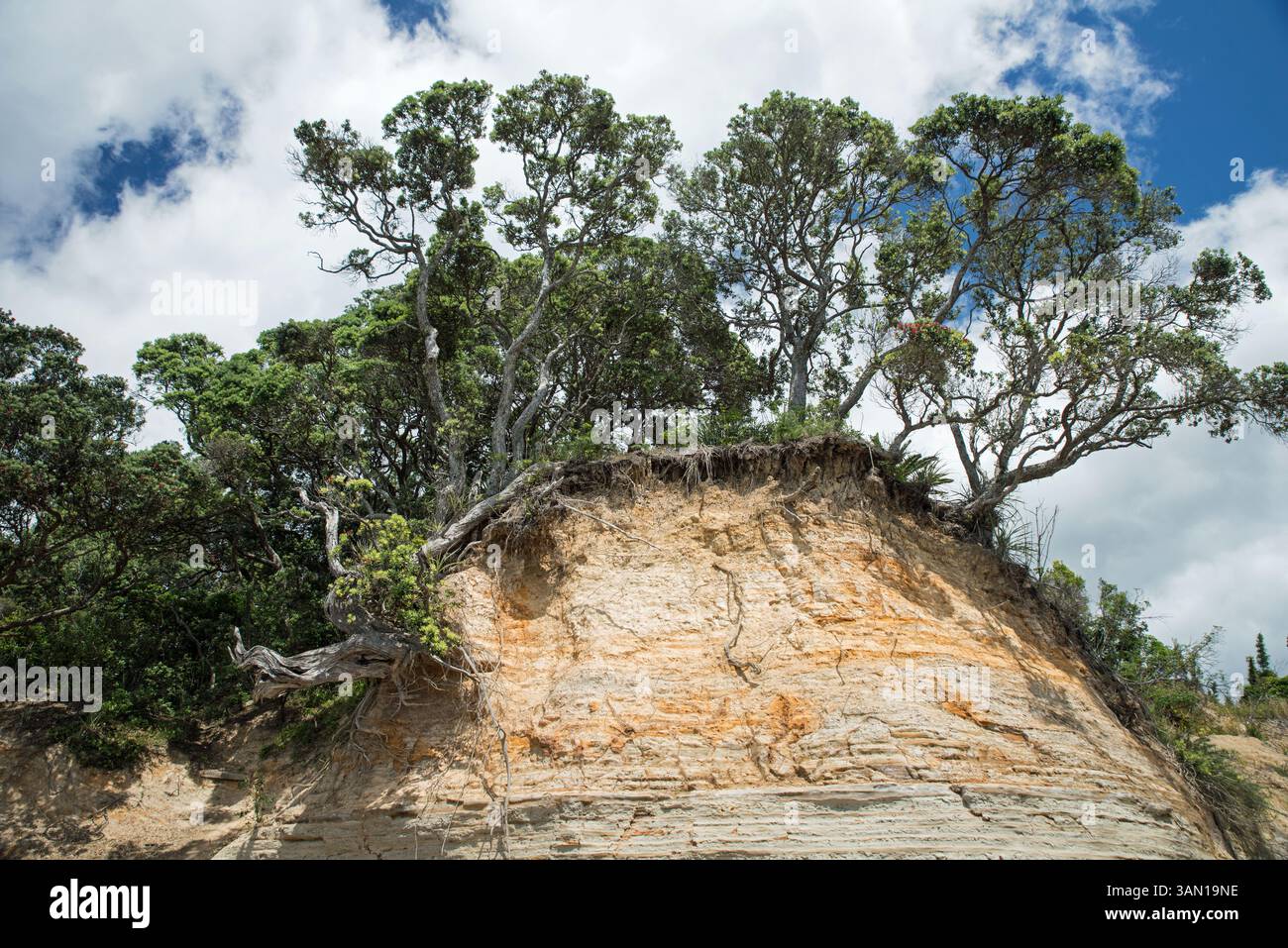 Gli alberi di Pohutukawa (Metrosideros excelsa) si aggrappano a una scogliera sedimentaria su Hatfields Beach (Ōtānerua), nell'area di Auckland, nuova Zelanda Foto Stock