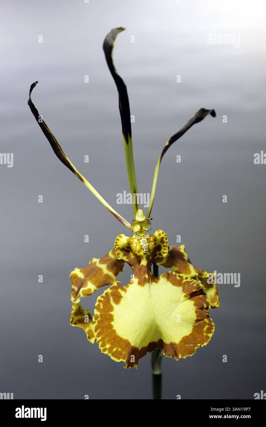 15 gennaio 2000 - l'orchidea Butterfly (Oncidium) fa bene ai coltivatori intermedi. Le finestre est, sud o ovest sono ideali. Fioriscono due o tre volte all'anno. (Jill Toyoshiba/Kansas City Star/MCT) (immagine di credito: © Jill Toyoshiba/MCT/ZUMAPRESS.com) Foto Stock