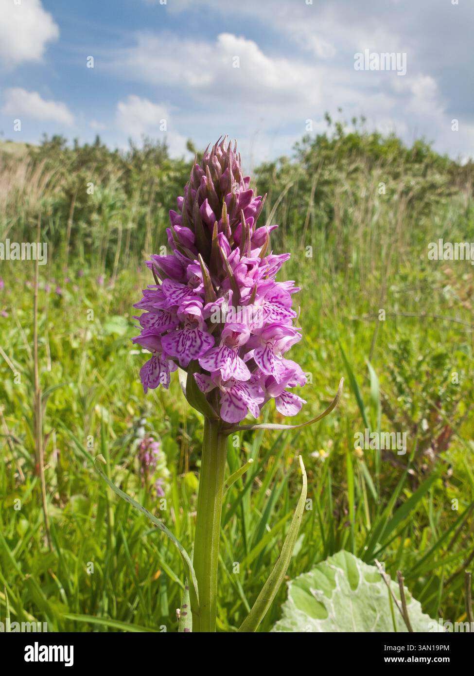 Orchid, IJmuiden, Noord-Holland, Paesi Bassi, René van der Meer Foto Stock