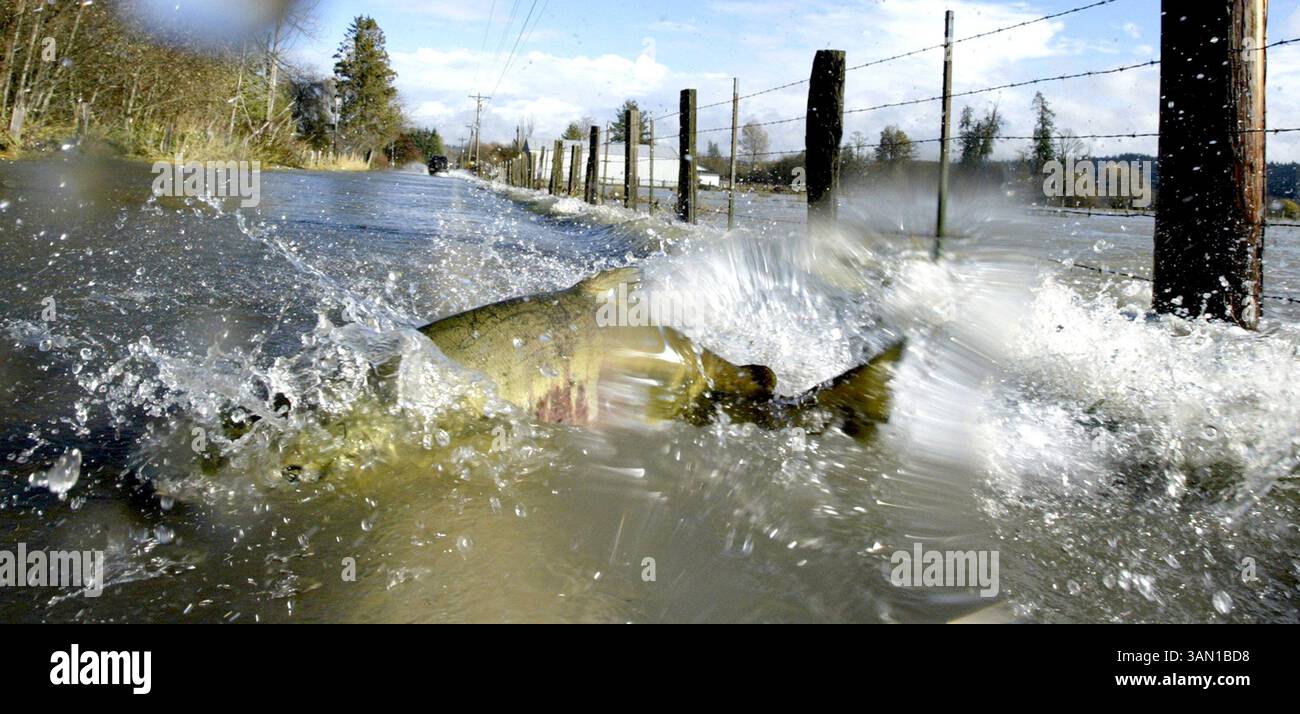 7 novembre 2006 - Stati Uniti - non è qualcosa che si vede tutti i giorni, ancora nuotare a monte, un salmone salmone attraversa Skokomish Valley Road vicino a Shelton, Washington, dove l'inondazione del fiume Skokomish copre la strada. (Steve Ringman/Seattle Times/MCT) (immagine di credito: © Alan Berner/mct/ZUMAPRESS.com) Foto Stock
