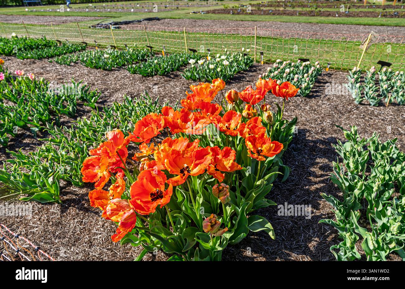 Tulipa rosso arancio "Flower Power", tulipani di parror che crescono nel Cottage Garden Trials Ground a RHS Garden Wisley, Surrey, Inghilterra sud-orientale in primavera Foto Stock