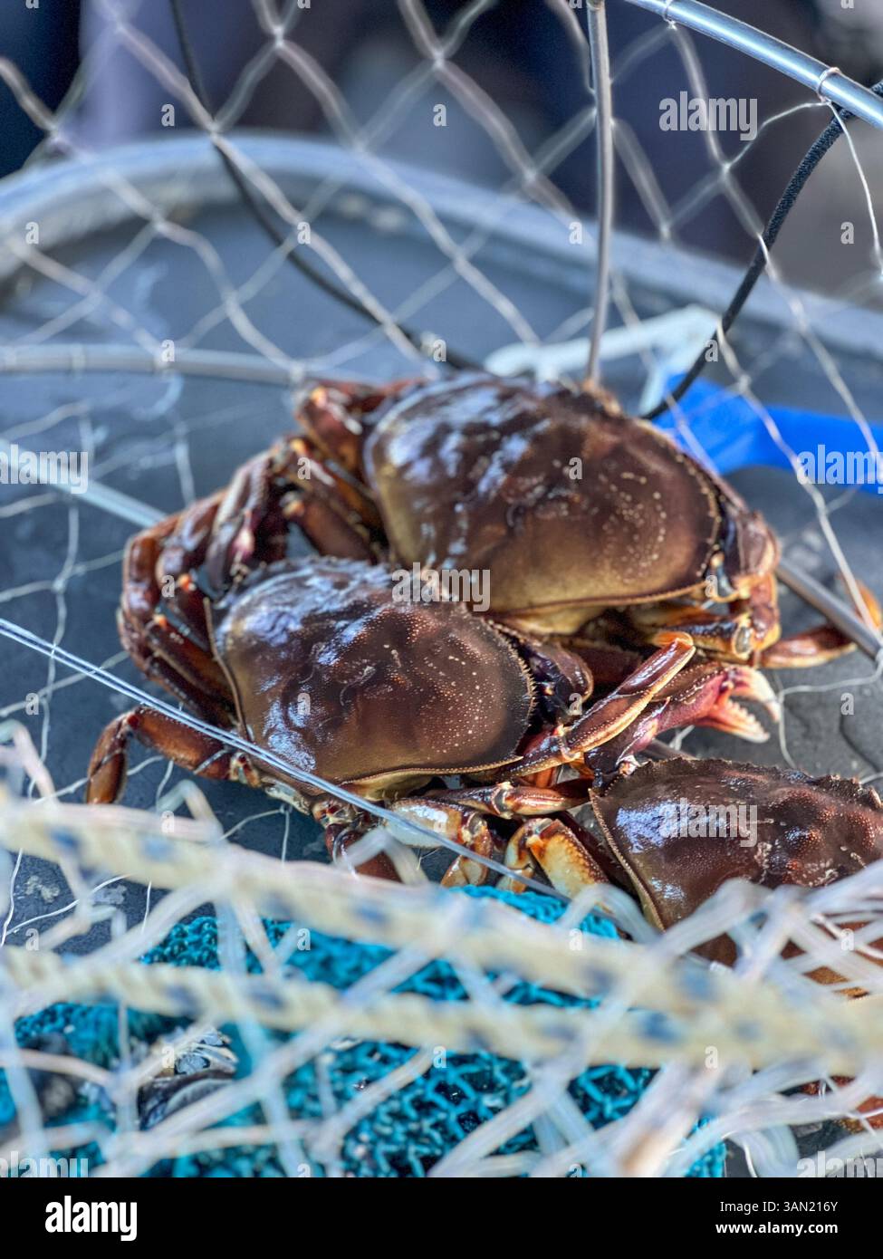 Una cattura fresca di granchi prelevati dall'acqua, che mostra i frutti di un viaggio riuscito con i granchi. Una classica esperienza costiera e un vero assaggio di t Foto Stock