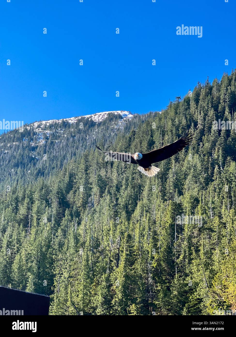 Una maestosa aquila calva sorvola una fitta foresta con una montagna innevata sullo sfondo. Un'esposizione mozzafiato della bellezza e della potenza della natura. - Immagine stock catturata con smartphone