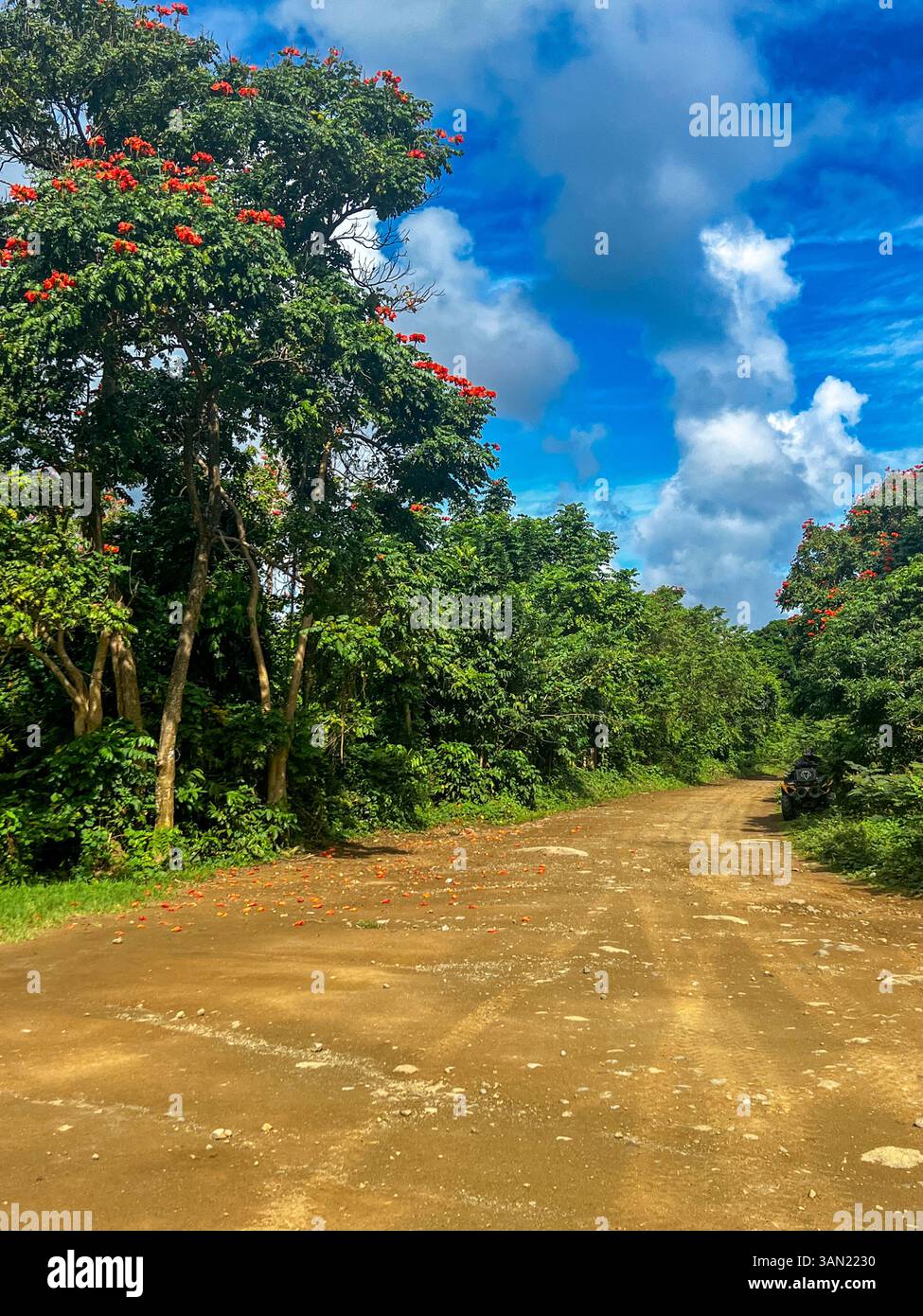 Una tranquilla strada sterrata si snoda attraverso una vibrante foresta tropicale, fiancheggiata da lussureggianti alberi verdi e fiori rossi luminosi, creando una fuga panoramica e serena - Immagine stock catturata con smartphone