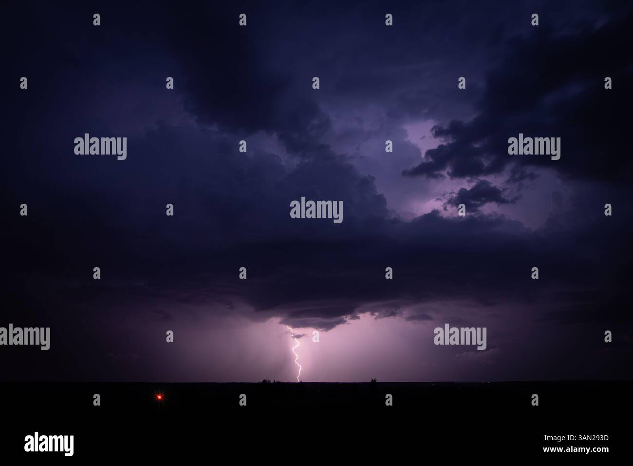 Una solitaria hepatica viola (Hepatica nobilis) emerge dal fondo della foresta, circondata da foglie secche e aghi di pino. Foto Stock