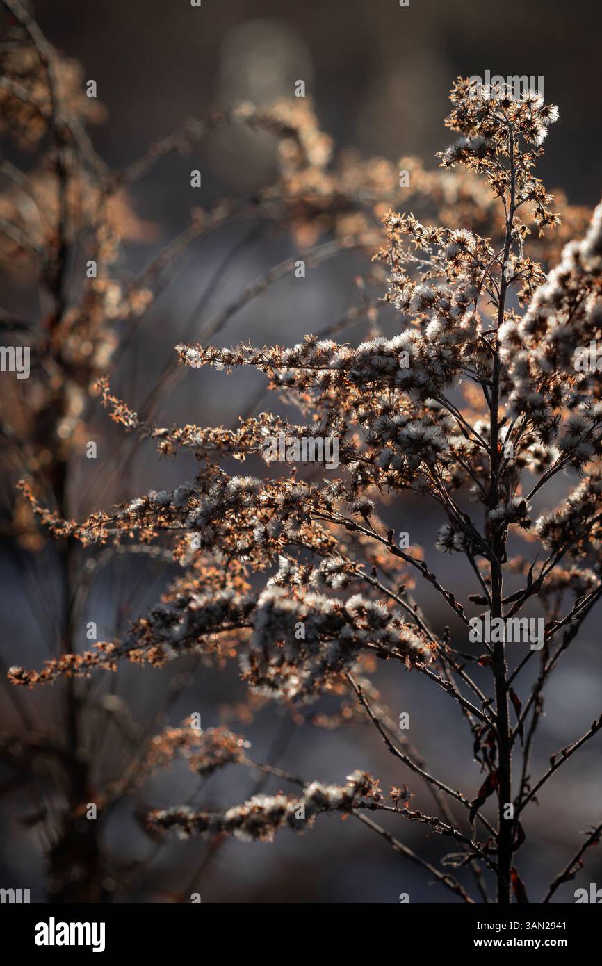 Una pianta secca selvatica con delicate teste di semi soffici brilla alla luce del sole invernale. Retroilluminato dall'ora d'oro, dalle texture e dalle forme intricate Foto Stock