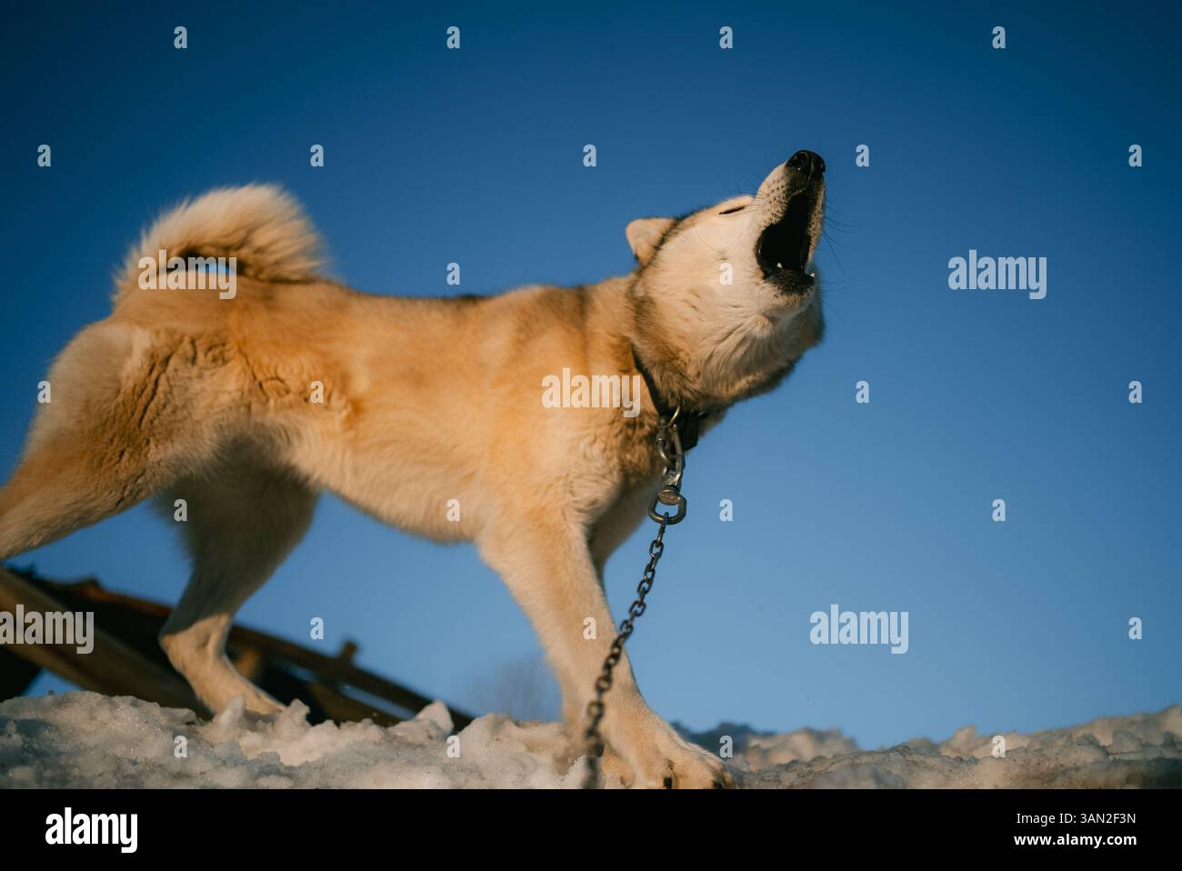 Potente cane da slitta con pelliccia spessa e colletto metallico a catena che urla contro un vasto cielo blu, in piedi con orgoglio su un paesaggio innevato in un ambiente invernale sereno Foto Stock