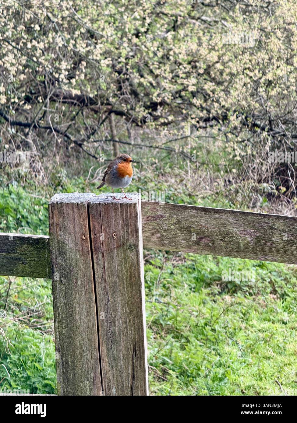 Seaton Wetlands, Seaton, Devon: Robin on a Fence Post - Immagine stock catturata con smartphone