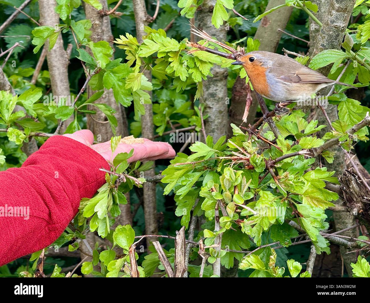 Seaton Wetlands, Seaton, Devon: Robin che si nutre di una mano - Immagine stock catturata con smartphone
