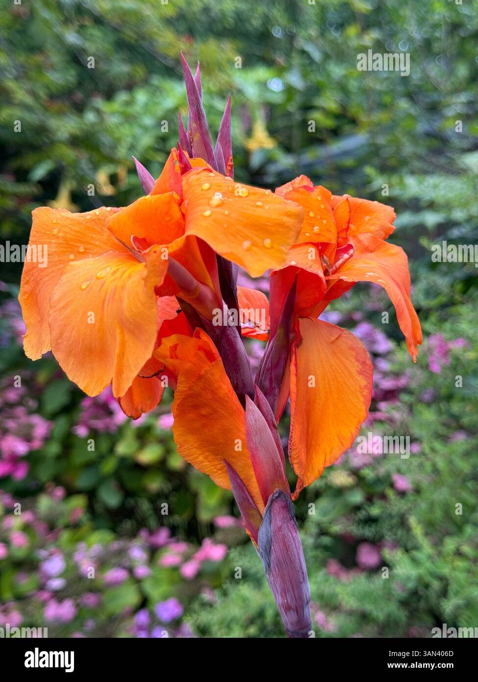 Pianta tropicale canna Lily, varietà 'Wyoming' in fiore Foto Stock