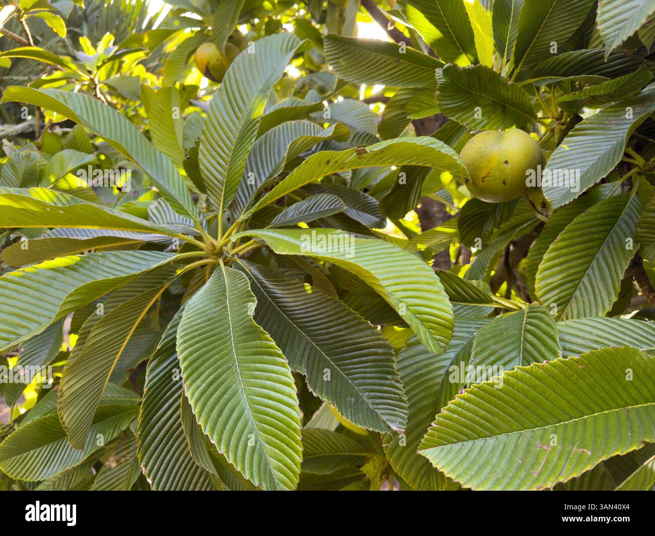 Pianta di mela elefante, foglie e frutta, nome latino, Dillenia indica Foto Stock
