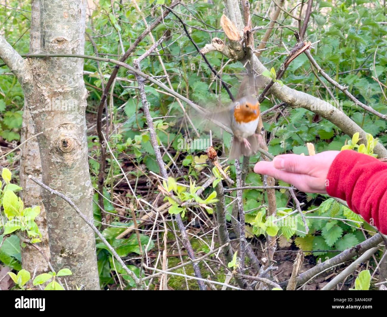 Seaton Wetlands, Seaton, Devon: Robin che si nutre di una mano - Immagine stock catturata con smartphone