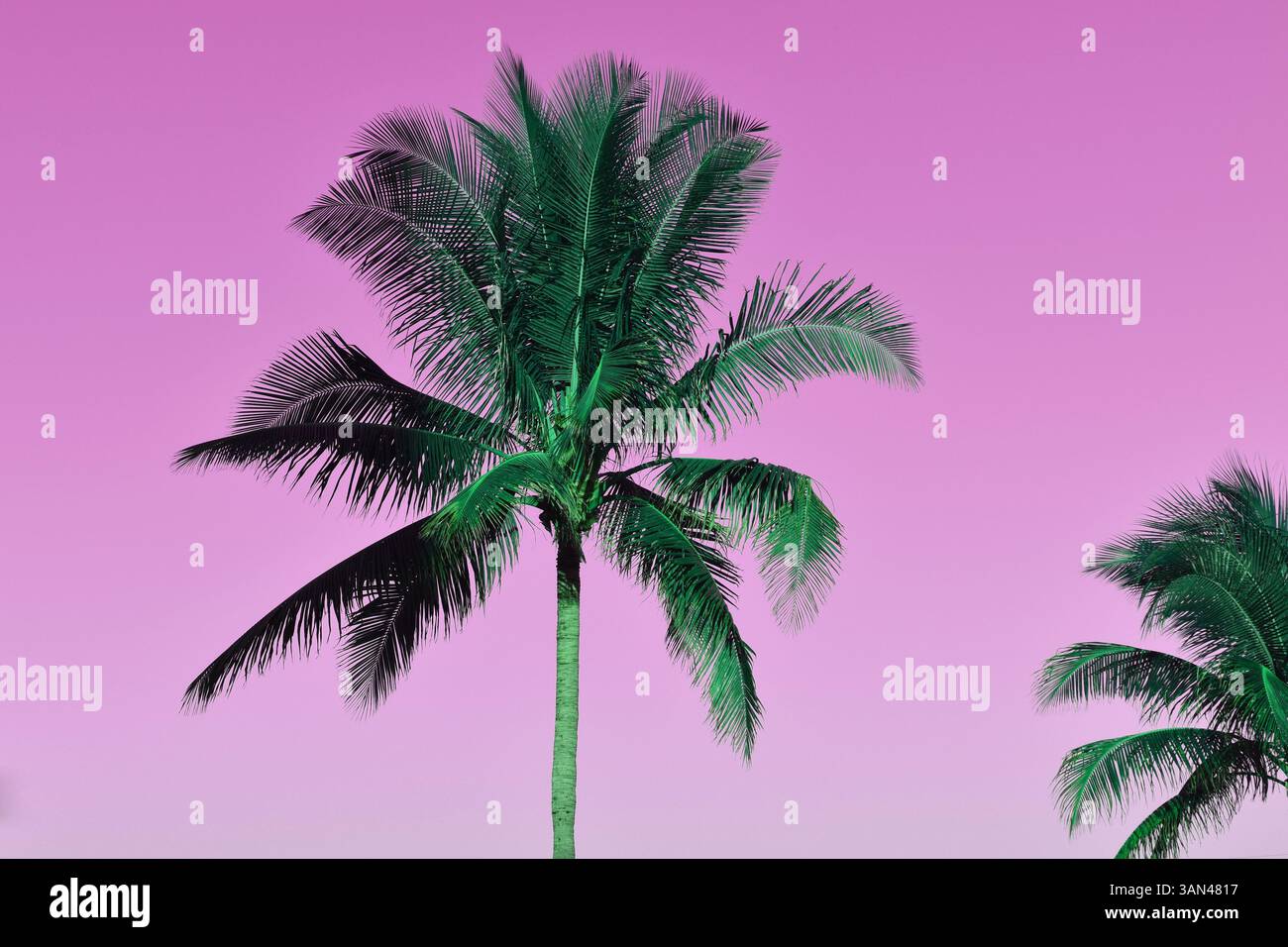 Foto di palme dai colori intensi Foto Stock