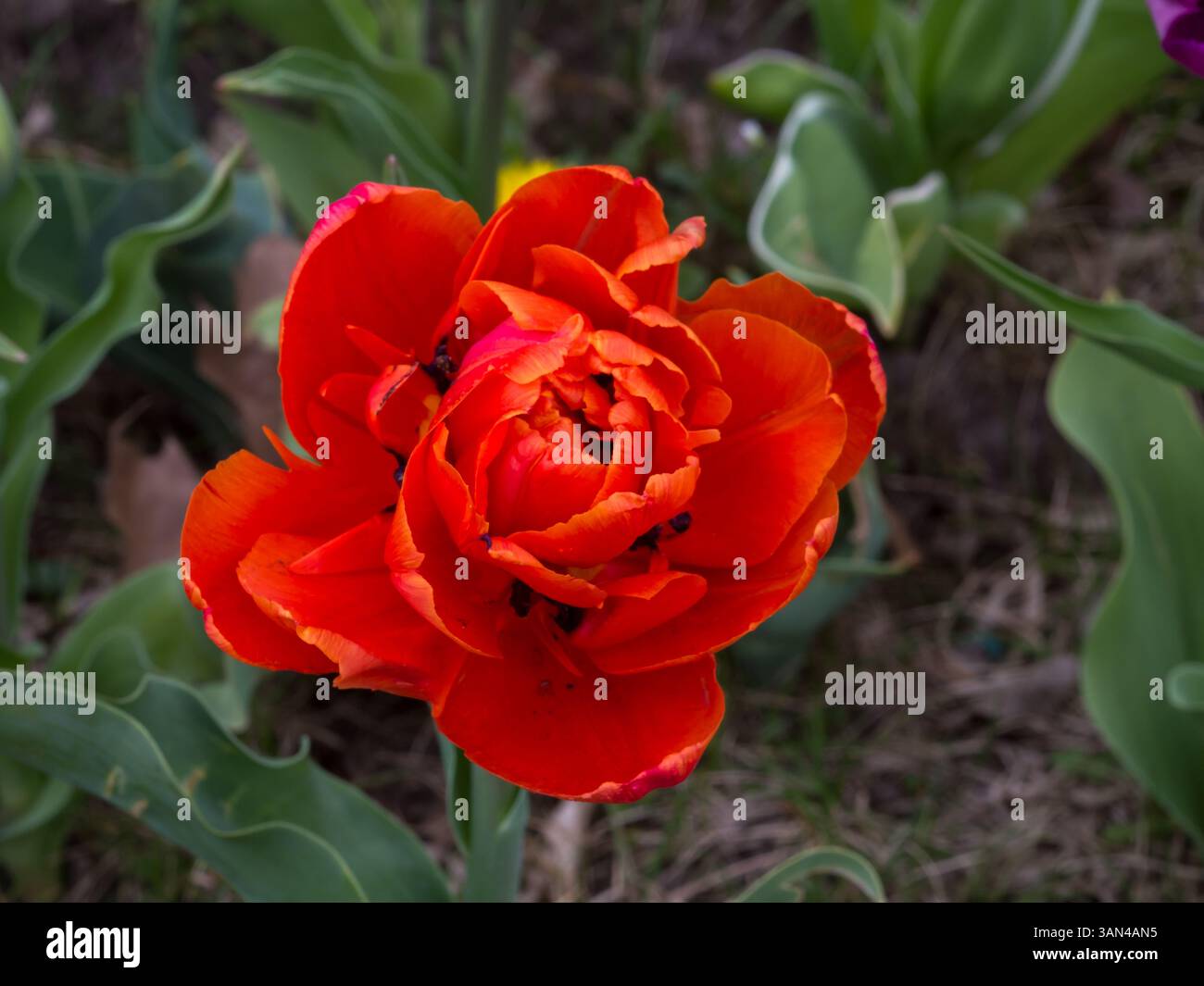 Tulipani, fiori decorativi in diversi colori in un ambiente naturale su sfondo verde, piante ornamentali primaverili Foto Stock