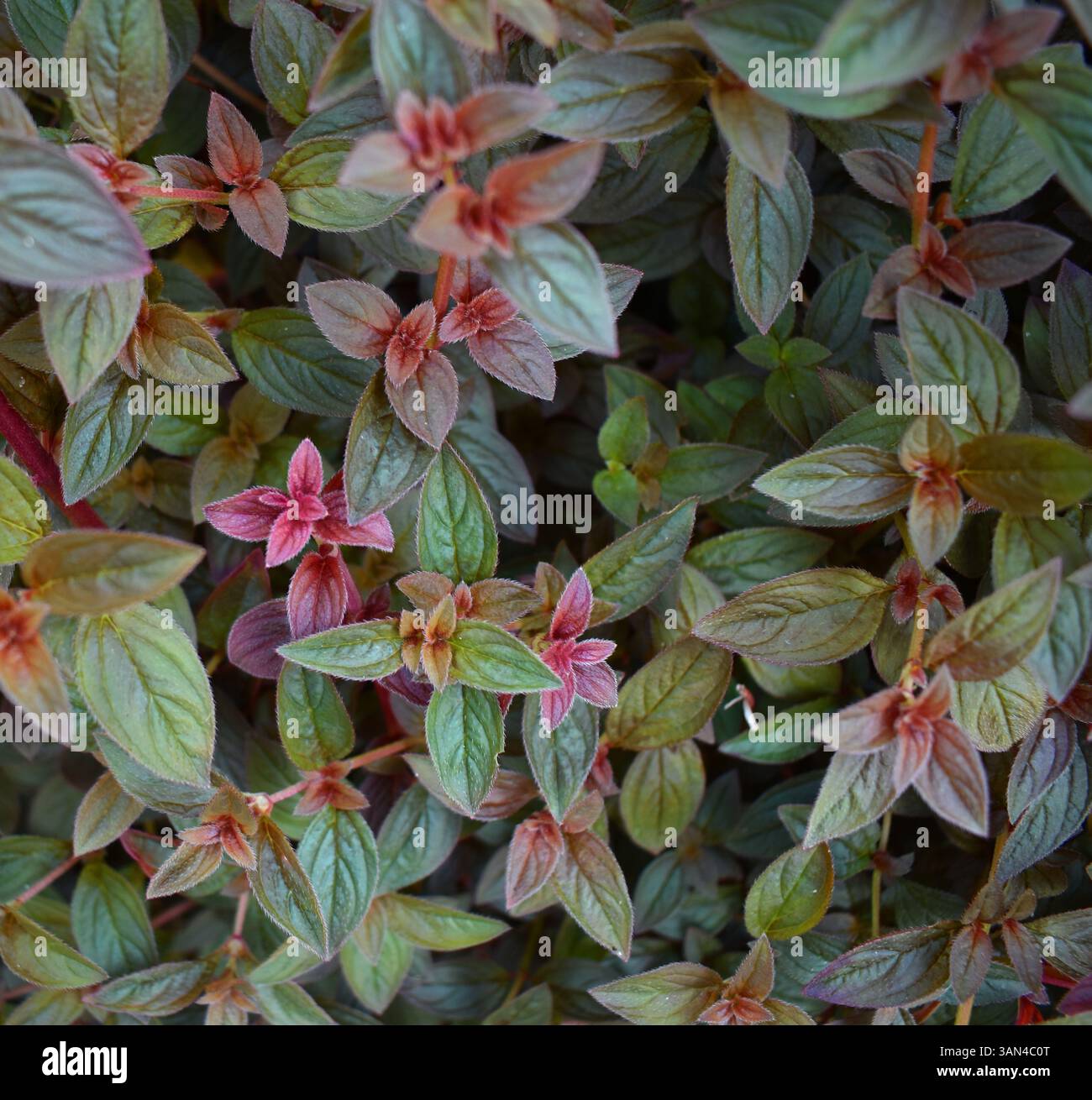 Foto di foglie di foresta con luce naturale soffusa Foto Stock